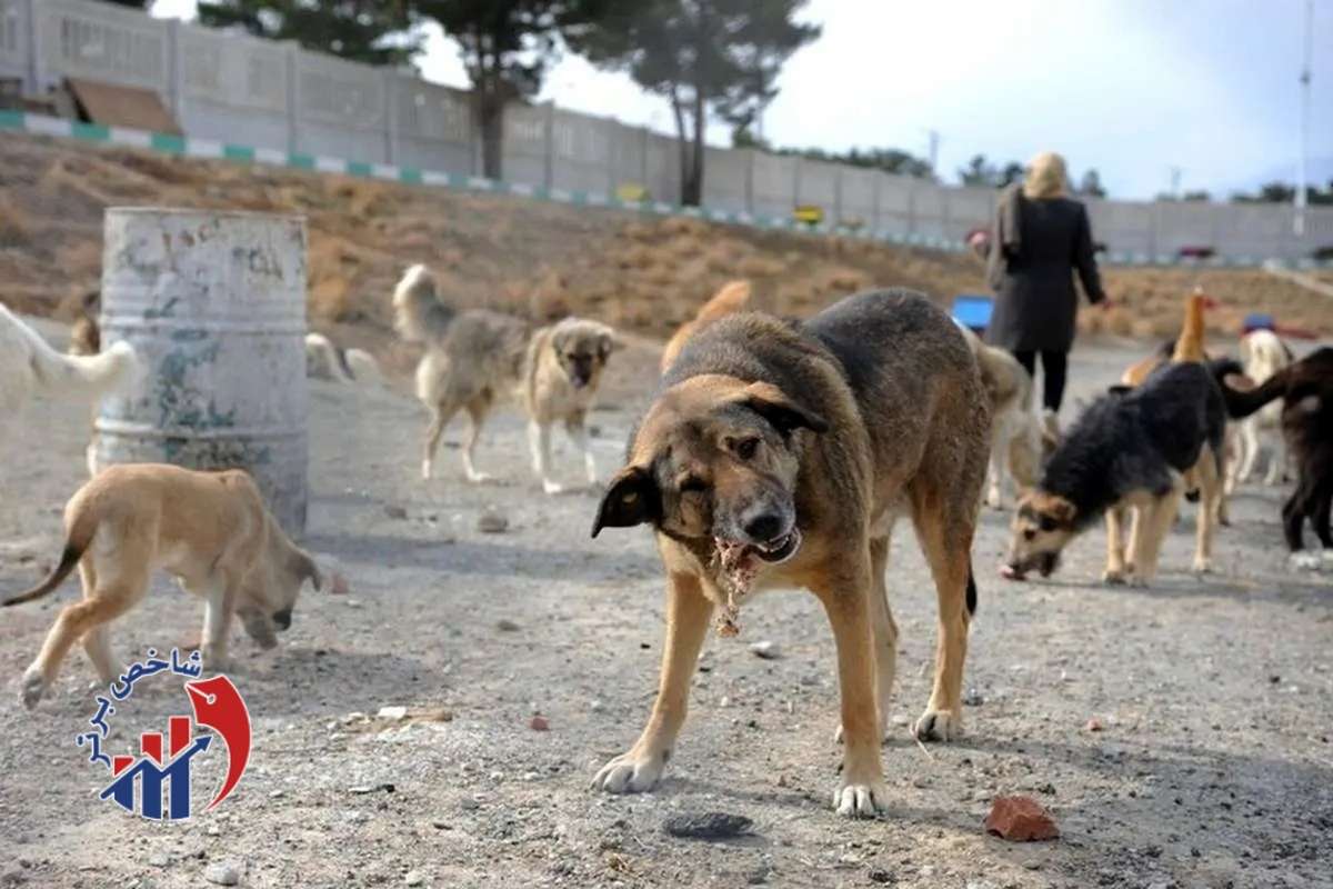 اقدام شهرداری برای جمعآوری سگهای ولگرد